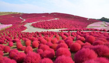 Ngắm hoa tại công viên Hitachi Nhật Bản
